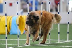 DenverAgility300