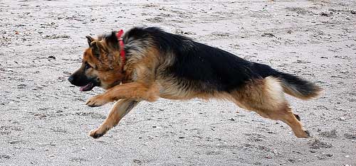 canecorre2