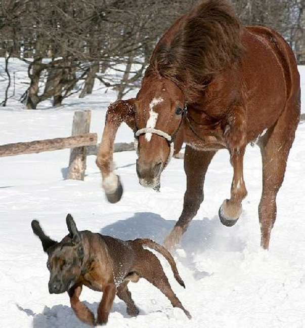 equitazione_dopo-la-sconfitta