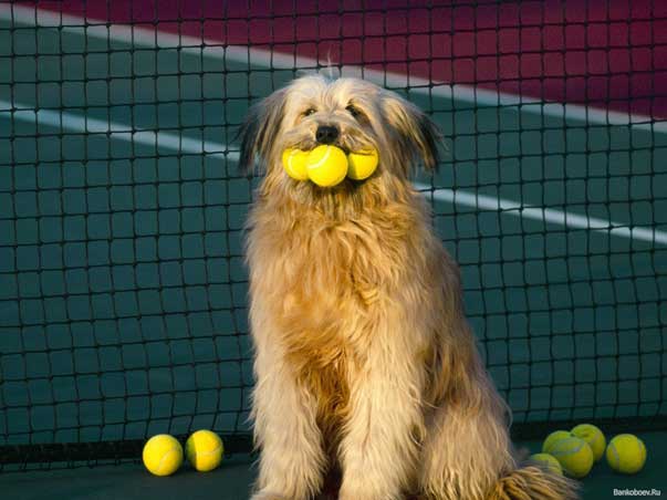 tennis