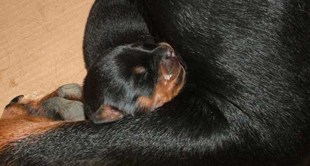neonatoluisa_aper