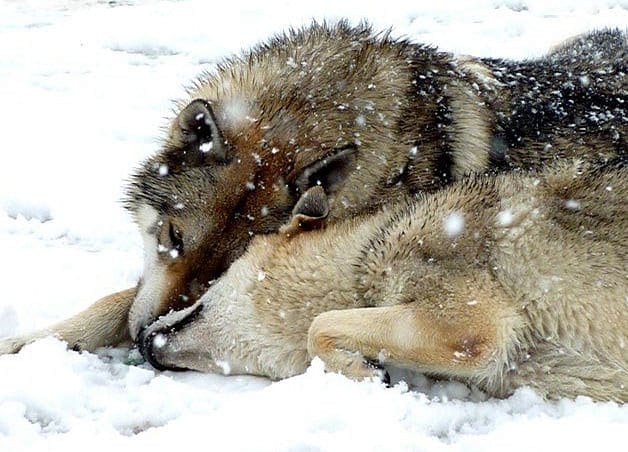 wolf