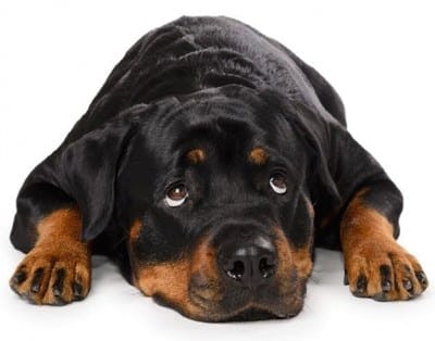 rottweilers-temperament