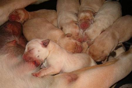 cucciolata1