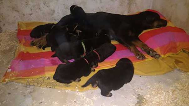 cucciolata3_apertura