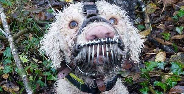 lagotto_apertura