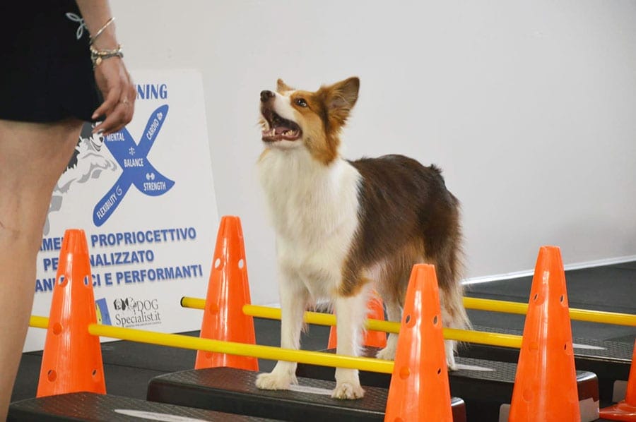 k9-cross-training