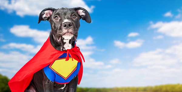 Cane supereroe Cane supereroe